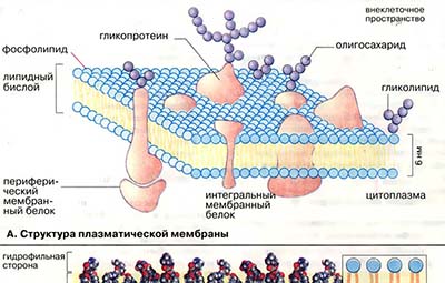 Биомембраны: структура и функции