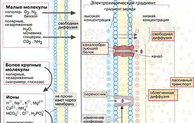Транспортные процессы