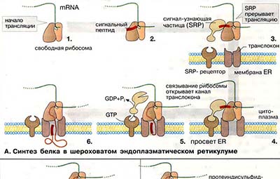 Синтез белка и его созревание