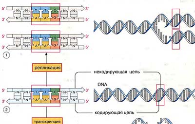 Молекулярная генетика: общие сведения