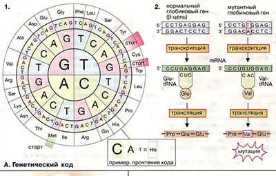 Генетический код, активация аминокислот