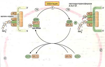 Рибосомы: элонгация, терминация