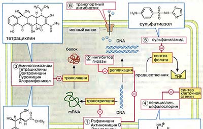 Антибиотики