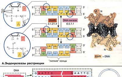 Клонирование ДНК