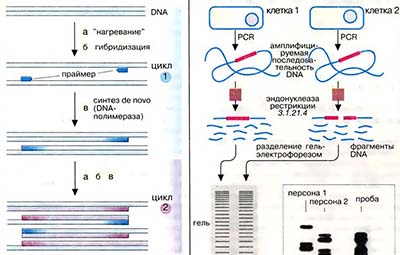 Полимеразная цепная реакция