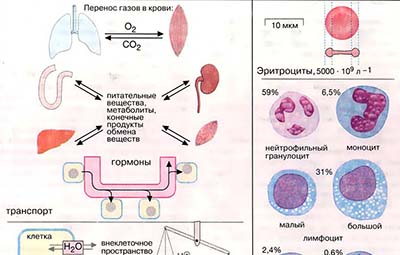 Кровь: состав и функции