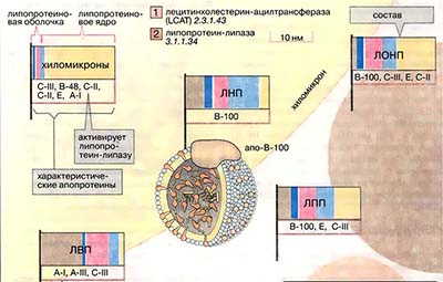 Липопротеины