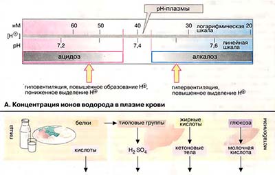 Кислотно-основной баланс