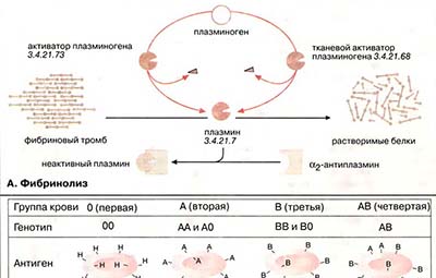 Фибринолиз. Группы крови