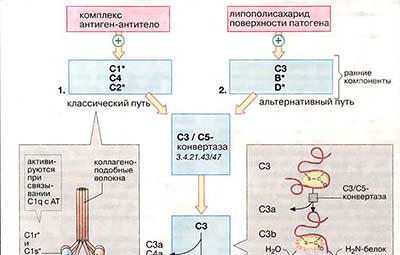 Система комплемента