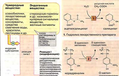 Биохимическая трансформация