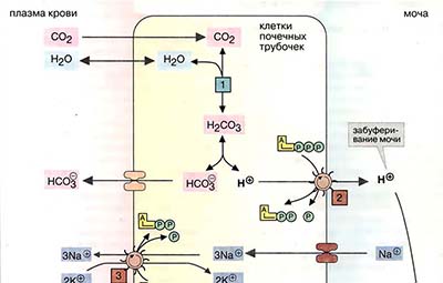 Экскреция протонов и аммиака