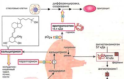 Эндокринная функция почек