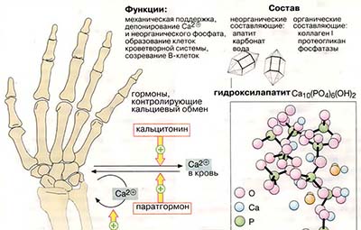 Кости, зубы и соединительные ткани