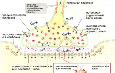 Синапсы