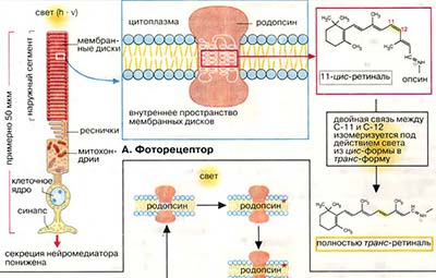 Механизм зрительного восприятия