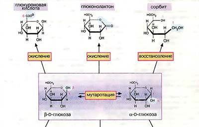 Химия углеводов