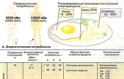 Питание. Органические вещества