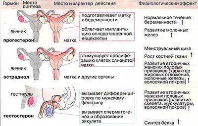 Липофильные гормоны