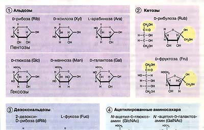 Моно- и дисахариды