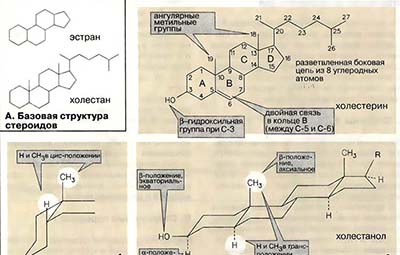 Стероиды: структура