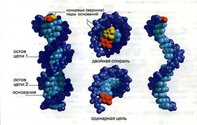 Молекулярные модели ДНК и тРНК