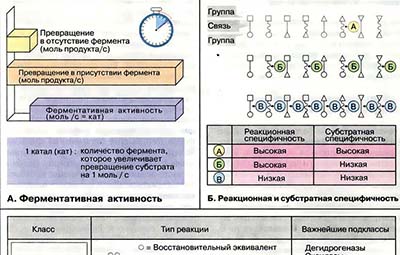 Ферменты: общие сведения