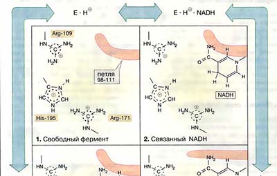 Лактатдегидрогеназа: механизм каталитической реакции