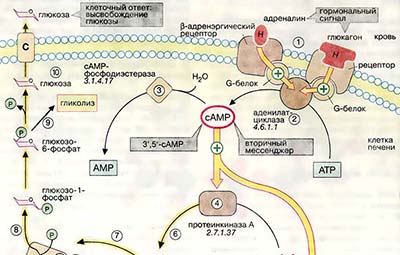 Гормональный контроль
