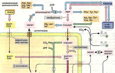 Цитратный цикл: метаболические функции