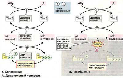 Регуляция энергетического обмена