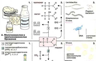 Ферментация