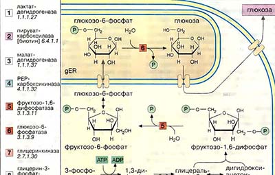 Глюконеогенез