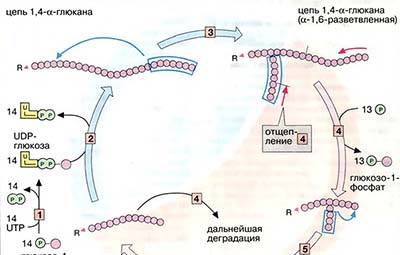 Метаболизм гликогена