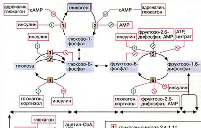 Регуляция углеводного обмена