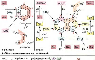 Биосинтез пуринов и пиримидинов
