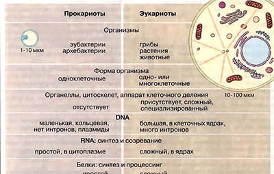 Структура клеток