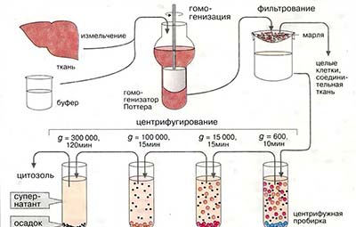 Фракционирование клеточных структур