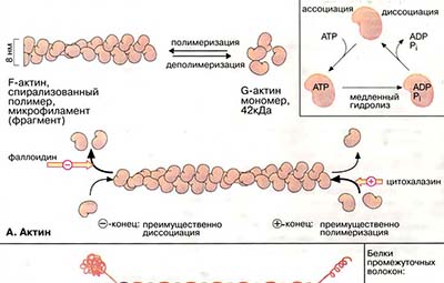 Цитоскелет: состав