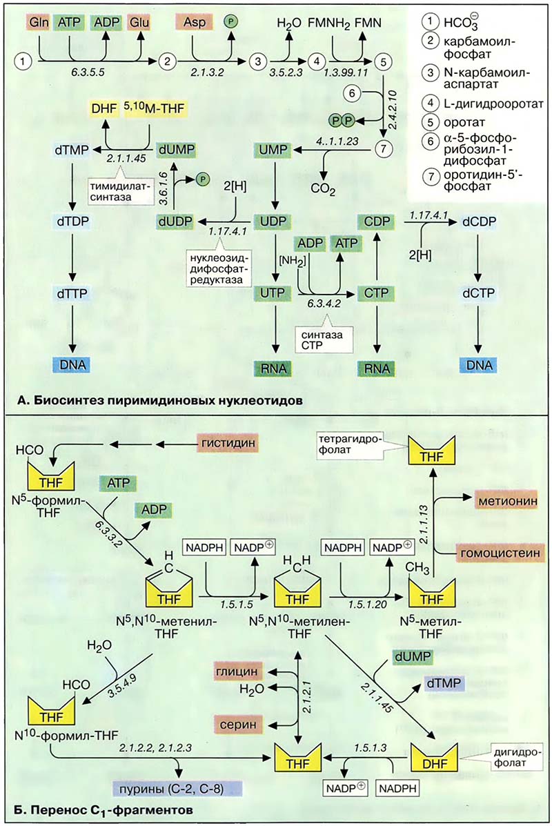 Биосинтез пиримидиновых нуклеотидов и перенос C<sub>1</sub>-фрагментов