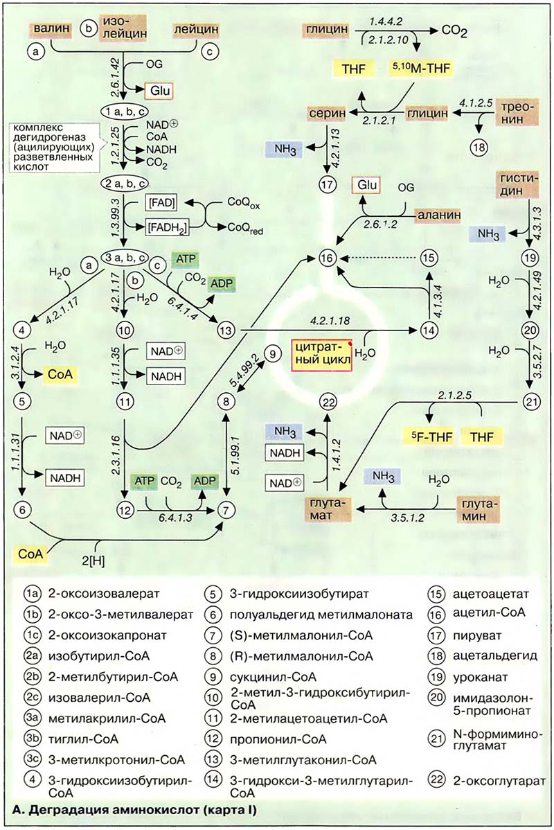 Деградация аминокислот (карта I)