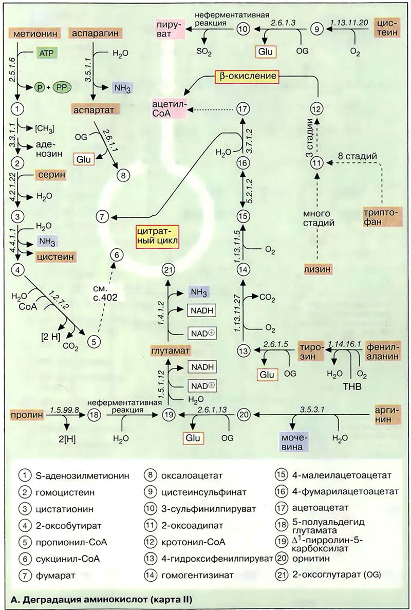 Деградация аминокислот (карта II)