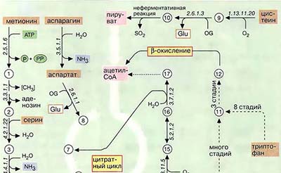 Деградация аминокислот (карта II)