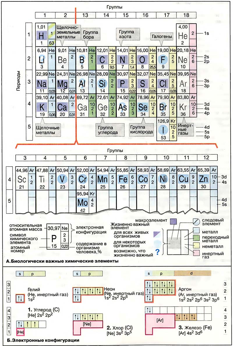 Основы биохимии. Общая химия / Периодическая система элементов Д. И. Менделеева