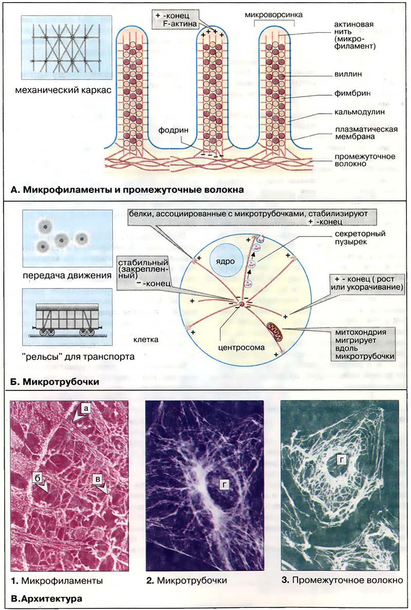 Организация клетки. Цитоскелет / Структура и функции