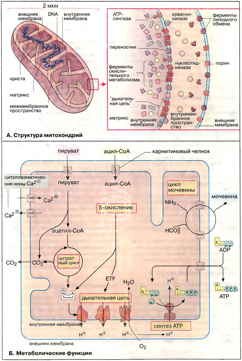 Организация клетки. Митохондрии / Митохондрии: структура и функции