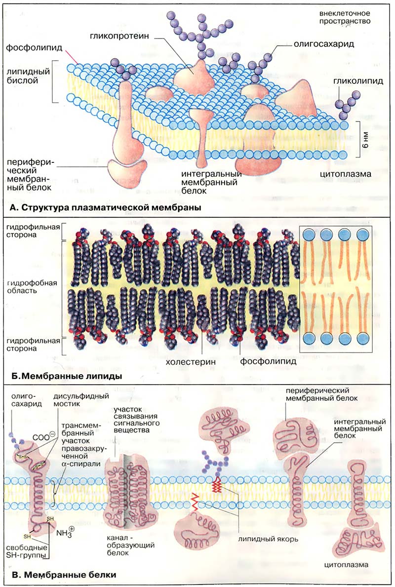 Организация клетки. Биомембраны / Биомембраны: структура и функции