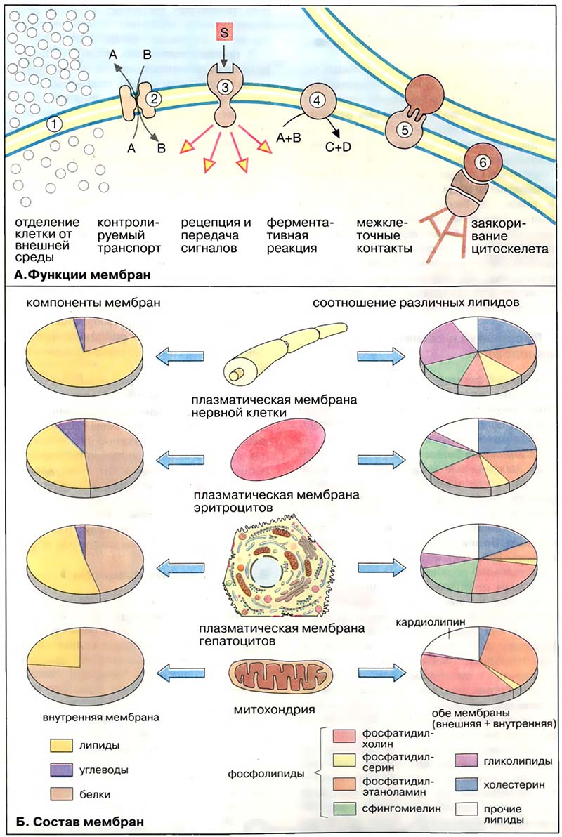 Организация клетки. Биомембраны / Функции и состав биомембран