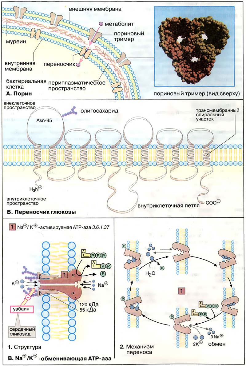 Организация клетки. Биомембраны / Транспортные белки