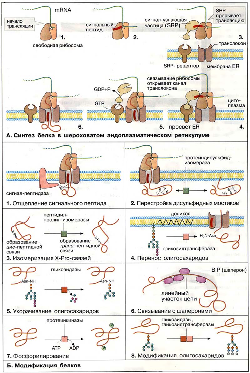 Организация клетки. ЭР и аппарат Гольджи / Синтез белка и его созревание
